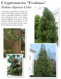 cryptomeria-yoshino