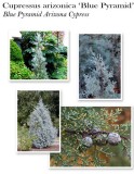 cupressus-blue-pyramid