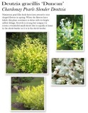 deutzia-chardonay-peals