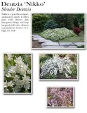 deutzia