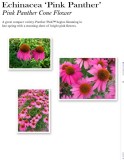 echinacea-pink-panther