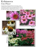 echinacea