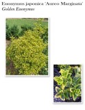 euonymus-aureo-marginata