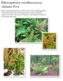 fern-autumn