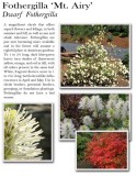 fothergilla