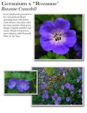 geranium-rozzane