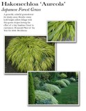 hakonechloa-aureola