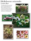 helleborus-orientalis
