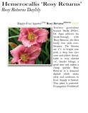 hemerocallis-rosy-returns