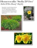 hemerocallis-stella-doro