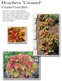 heuchera-caramel
