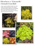 heuchera-citronelle