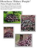 heuchera-palace-purple