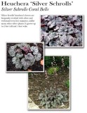 heuchera-silver-schrolls