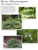 hosta-albo-marginata