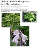 hosta-aureo-marginata