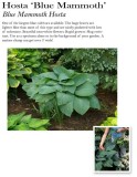 hosta-blue-mammoth