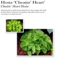 hosta-cheatin-heart