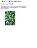 hosta-corkscrew