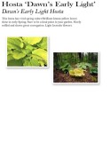 hosta-dawns-early-light