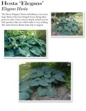 hosta-elegans
