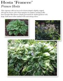 hosta-francee
