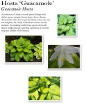 hosta-guacamole