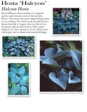 hosta-halcyon