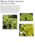 hosta-little-aurora