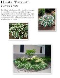 hosta-patriot