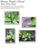 hosta-pauls-glory