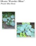 hosta-powder-blue
