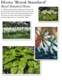 hosta-royal-standard