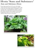 hosta-sum-and-substance-blue