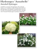 hydrangea-annabelle