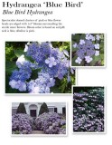 hydrangea-blue-bird