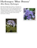 hydrangea-blue-bunny