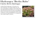 hydrangea-cityline-berlin