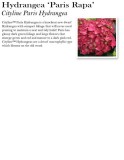 hydrangea-cityline-paris
