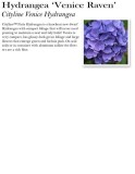 hydrangea-cityline-venice