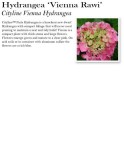 hydrangea-cityline-vienna