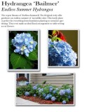 hydrangea-endless-summer