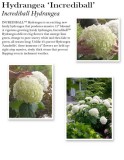 hydrangea-incrediball