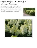 hydrangea-limelight