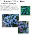 hydrangea-nikko-blue