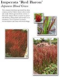 imperata-red-baron