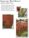 imperata-red-baron