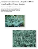 juniperus-angelica-blue