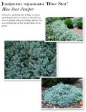 juniperus-blue-star