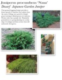 juniperus-procumbens-nana